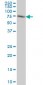ACBD3 Antibody (monoclonal) (M01)